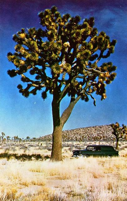 You will need to prepare your seeds by removing any dirt from the seed. . Giant joshua kala tree
